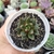 ECHEVERIA BELLE ETOILE (PT 9) na internet