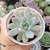 ECHEVERIA STAR SNOW (PT 9) - loja online