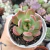 Imagem do ECHEVERIA MADONA (PT9)