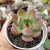 ECHEVERIA MADONA (PT9) na internet