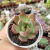 ECHEVERIA MADONA (PT9) - comprar online