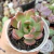 ECHEVERIA MADONA (PT9) - loja online