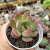 ECHEVERIA MADONA (PT9) - Flor da Manhã