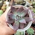 ECHEVERIA COLORATA NAVALA ( PT 9) - Flor da Manhã