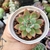 ECHEVERIA COLORATA DESERT HARMONY (PT 9) - loja online