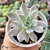 Imagem do ECHEVERIA SCARLET VARIEGATA (PT 9)