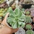 PACHYVERIA ALBOCARINATA VARIEGATA (PT 9) - loja online