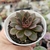 ECHEVERIA NEBULOSA (PT 9) - Flor da Manhã