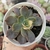 ECHEVERIA COLORSHIFT VARIEGATA "2"(PT 9) na internet