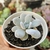 ECHEVERIA LAUI PEQUENA (PT 9) - Flor da Manhã