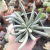 SENECIO SCAPOSUS (PT 7) - comprar online