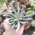 SENECIO SCAPOSUS (PT 7) - loja online