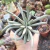 SENECIO SCAPOSUS (PT 7) - Flor da Manhã