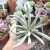 SENECIO SCAPOSUS (PT 7) na internet