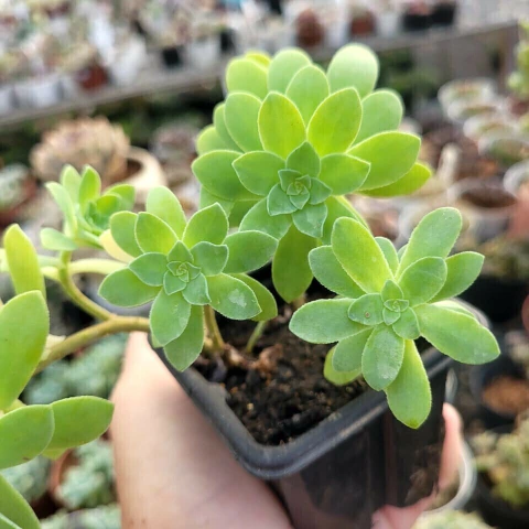 SEDUM PALMERI (PT 7) - comprar online