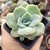 GRAPTOVERIA LOVELY REVERSA (PT 7) - loja online