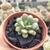 GRAPTOVERIA AMETHORUM (PT 9) na internet