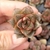 ECHEVERIA DIONYSOS (PLUG) - comprar online