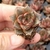 ECHEVERIA DIONYSOS (PLUG) - Flor da Manhã
