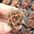 ECHEVERIA DIONYSOS (PLUG) - loja online