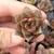 ECHEVERIA DIONYSOS (PLUG) na internet