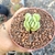 CRASSULA SERICEA VAR. VELUTINA (PT 9) - comprar online
