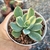 ECHEVERIA LUELLA VARIEGATA (PT 9) - loja online