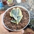 COTYLEDON UNDULATA VARIEGATA PEQUENO (PT 9) - loja online