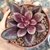 ECHEVERIA MARUBA CARUNCULAS (PT 9) - Flor da Manhã