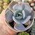 ECHEVERIA NEBULIRIS (PT 9) - loja online