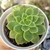 ECHEVERIA ZYPHORA (PT 9) - comprar online