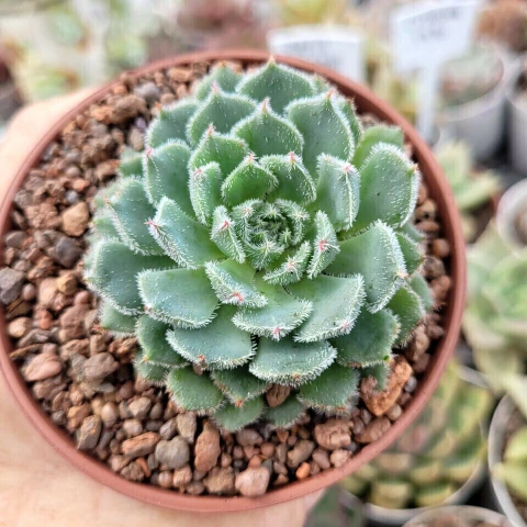 GRAPTOVERIA FILOMENA (PT 9) - comprar online