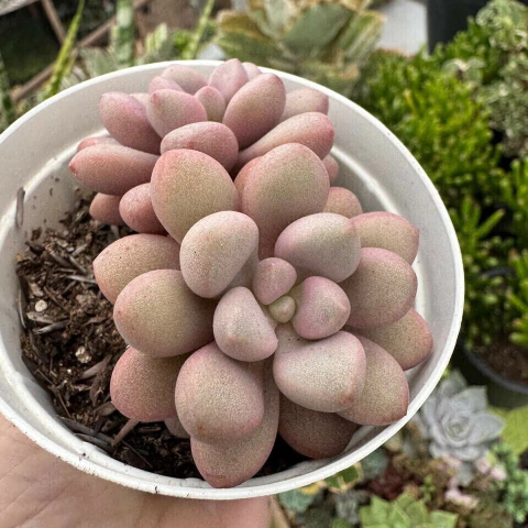 GRAP. AMESTHYSTINUM RED ( PT 9) - comprar online