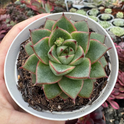 ECHEVERIA VIRIDESSA (PT 9) - comprar online