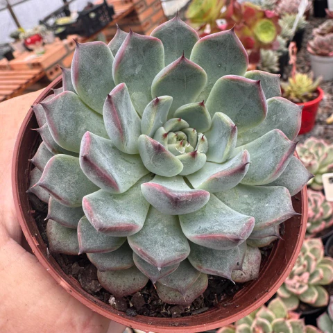 Echeveria Wine Lips (Pt 09)