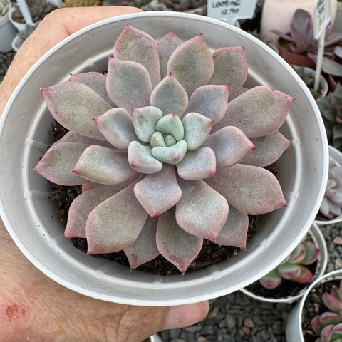 ECHEVERIA VIOLET MAGIC (PT 9) - comprar online