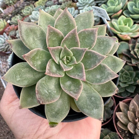 ECHEVERIA NOAH (PT 9) - comprar online