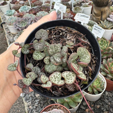 CORAÇÃO EMARANHADO (PT 9) - comprar online