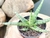 SANSEVIERA GRACILIS (PT 9) na internet