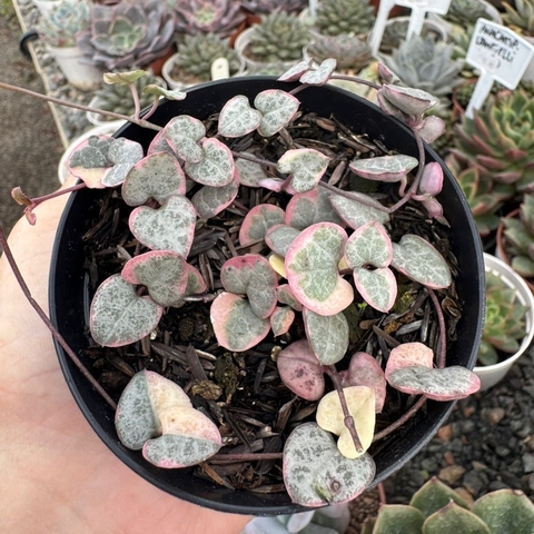 CORAÇÃO EMARANHADO VARIEGATA (PT 9) - comprar online
