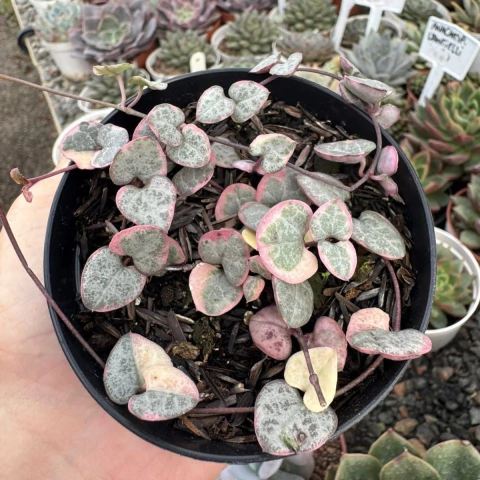 CORAÇÃO EMARANHADO VARIEGATA (PT 9) - comprar online