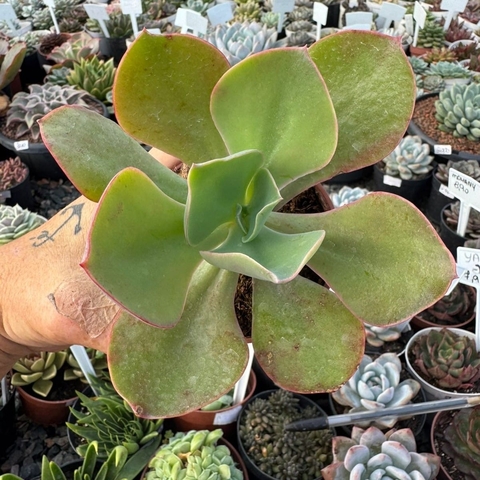 ECHEVERIA GIBB. DIAGUITAS (PT 9) - comprar online