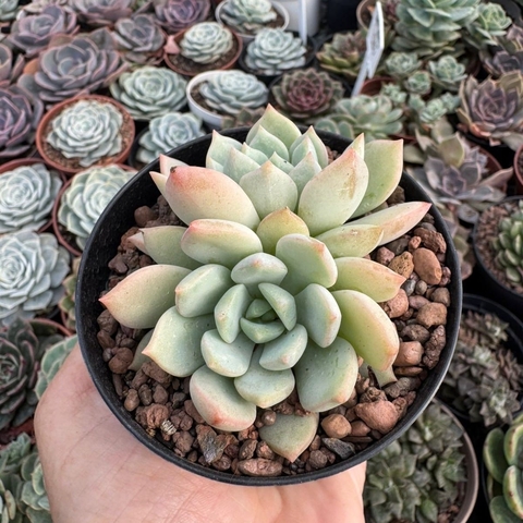 ECHEVERIA GREEN ONE (PT 9) - comprar online