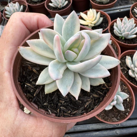 ECHEVERIA SIMONOASA VARIEGATA (PT 9) - comprar online