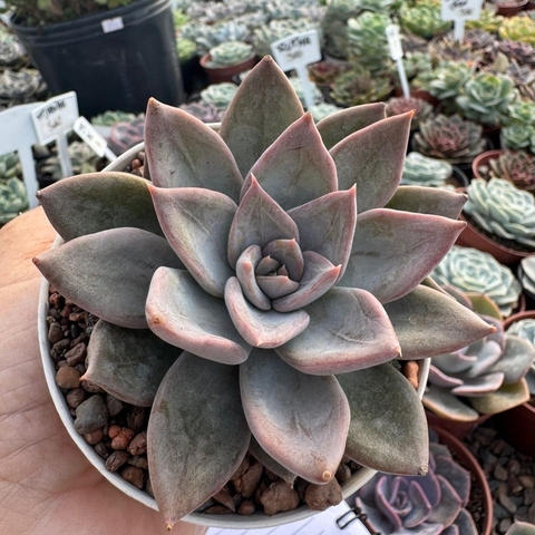 ECHEVERIA SILVER QUEEN (PT 9) - comprar online
