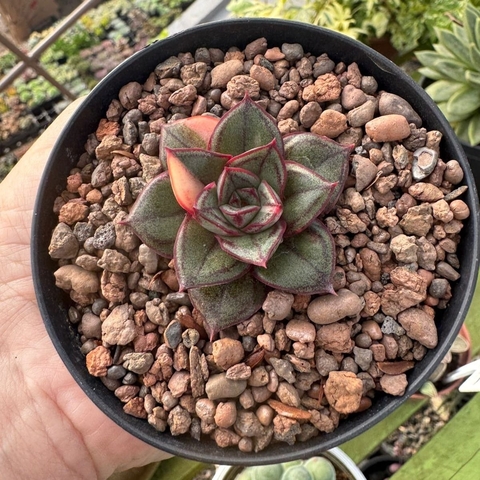 ECHEVERIA MONOCEROTIS VARIEGATA PEQUENA (PT 9) - comprar online