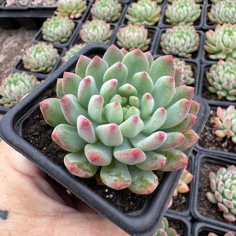 SEDEVERIA BLUE APPLE (PT 7) - comprar online