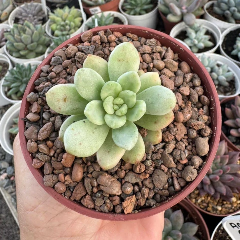 SEDUM ALICE EVANS VARIEGATA (PT 9) - comprar online