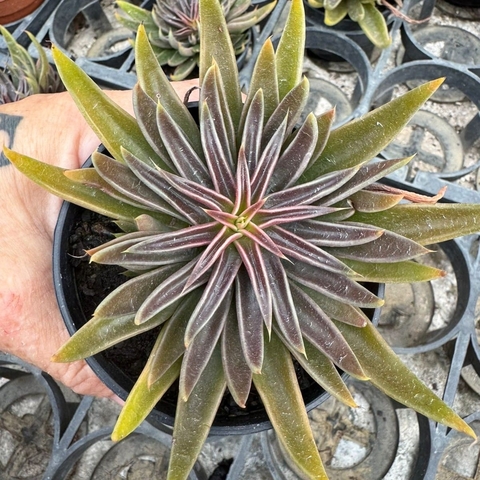 ECHEVERIA LUTEA MARROM (PT 9) - comprar online