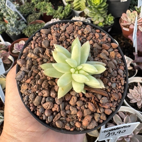 SEDUM NICAENSE VARIEGATA (PT 9) - comprar online